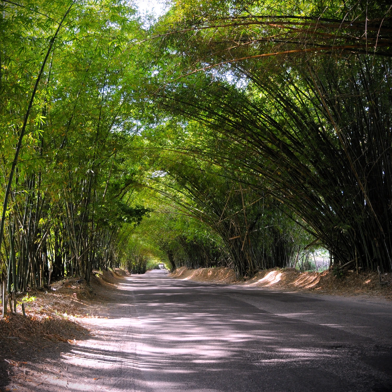 Bamboo Avenue