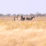 Etosha