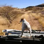 sunset safari
