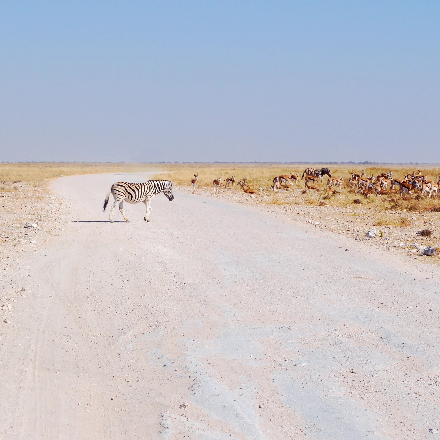 Etosha