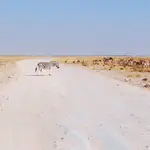 Etosha