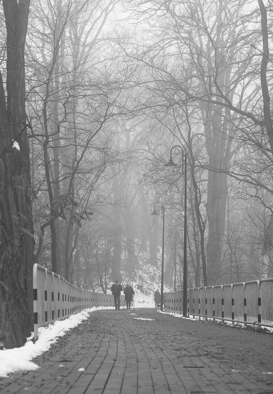 Spacer zamgloną alejką