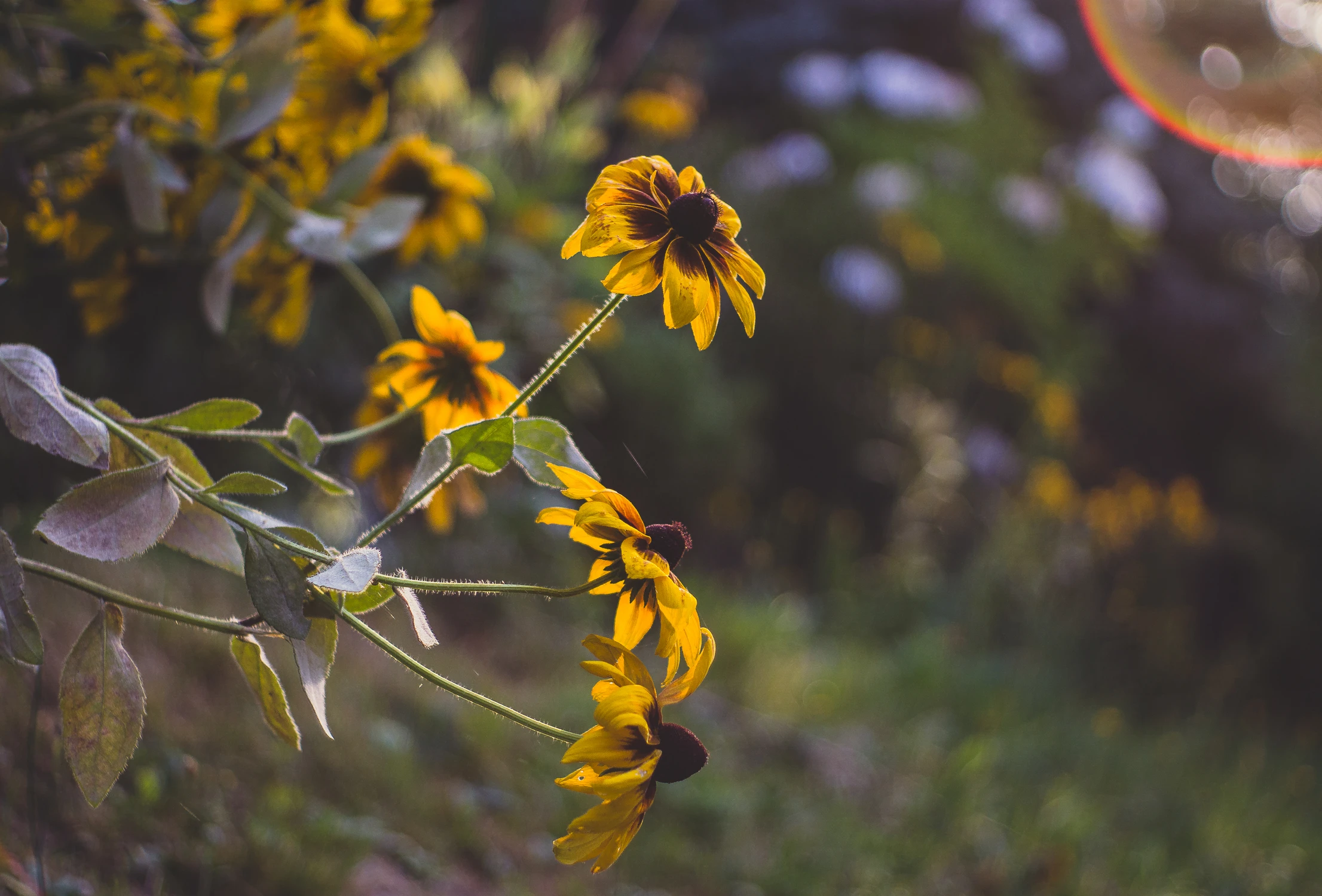 Rudbekia z flarą