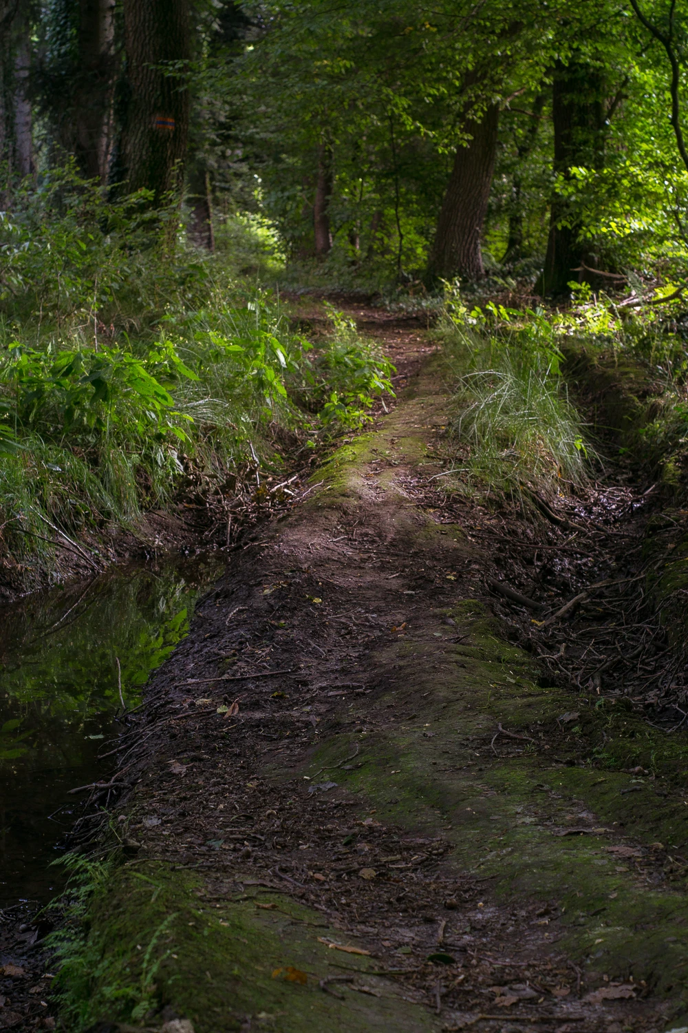 Leśną drogą