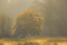 Jesienne mgły.