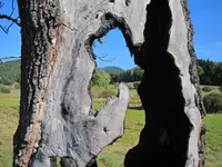 Ostatni przekaz