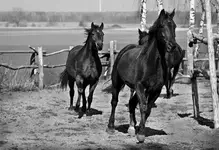 WHO'S GONNA RIDE YOUR WILD HORSES