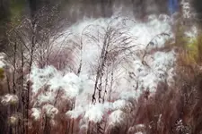 W BAWEŁNIANYM LESIE