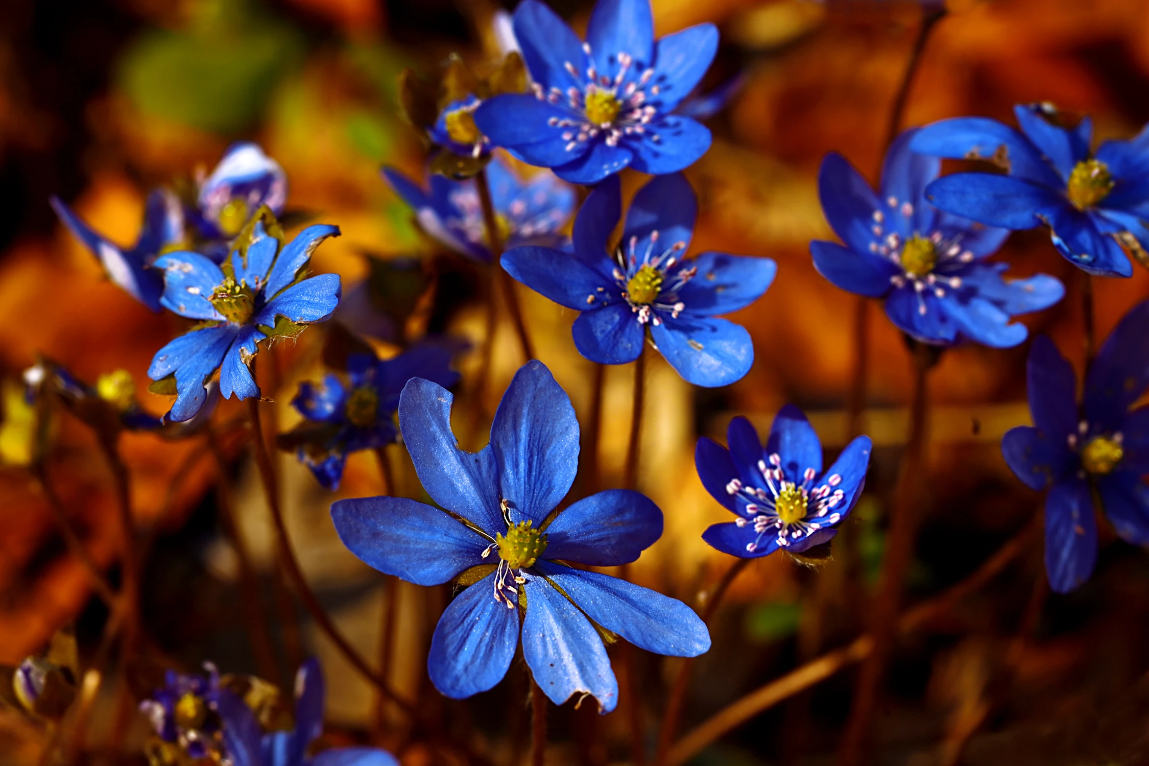 RHAPSODY IN BLUE