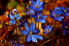 RHAPSODY IN BLUE