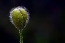 DOJRZEWANIE