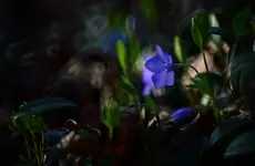 LEŚNA ROZGŁOŚNIA RADIOWA