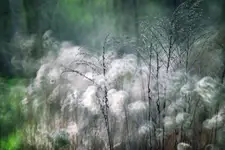 W BAWEŁNIANYM LESIE