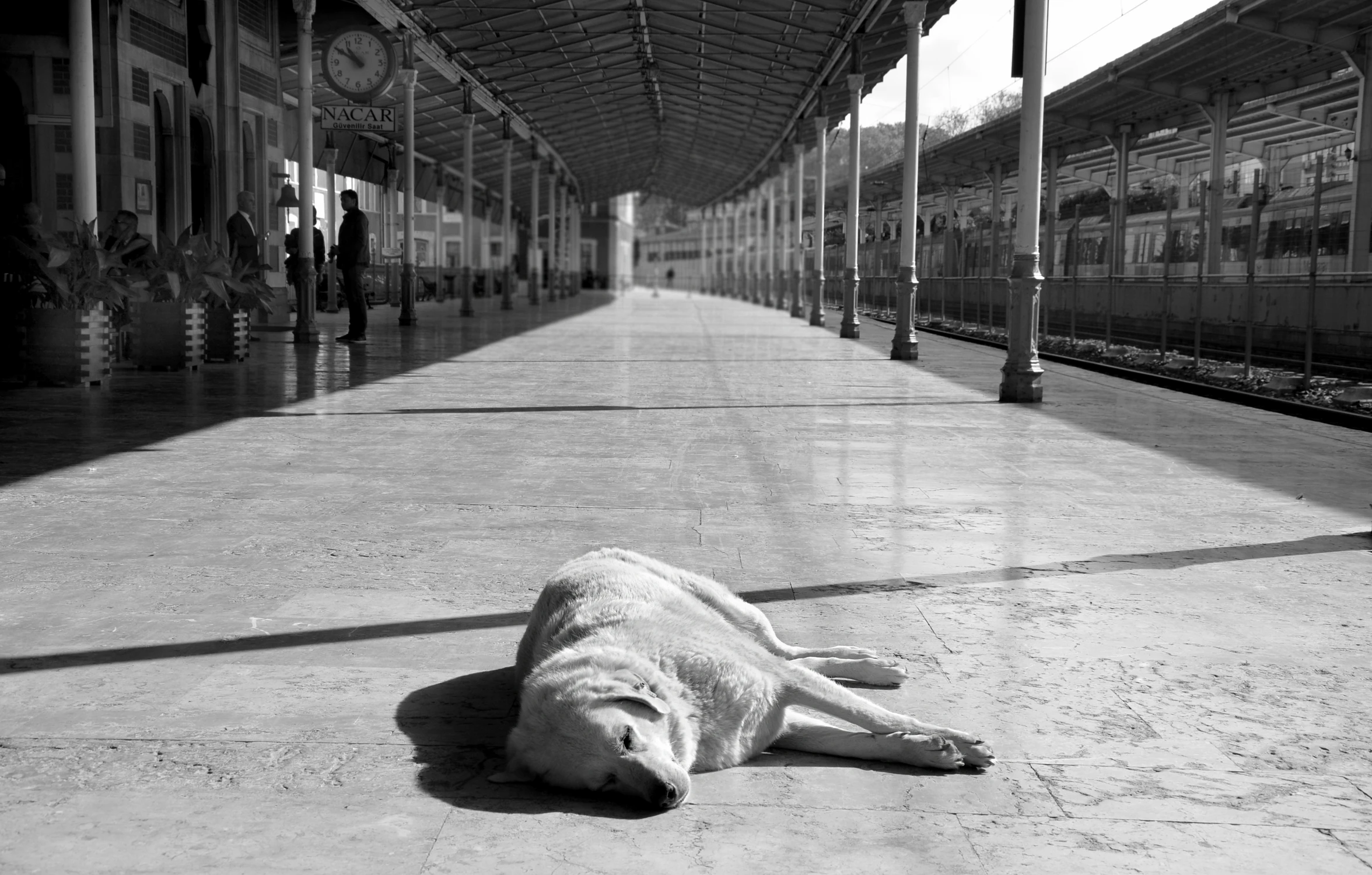 O PSIE, KTÓRY JEŹDZIŁ KOLEJĄ