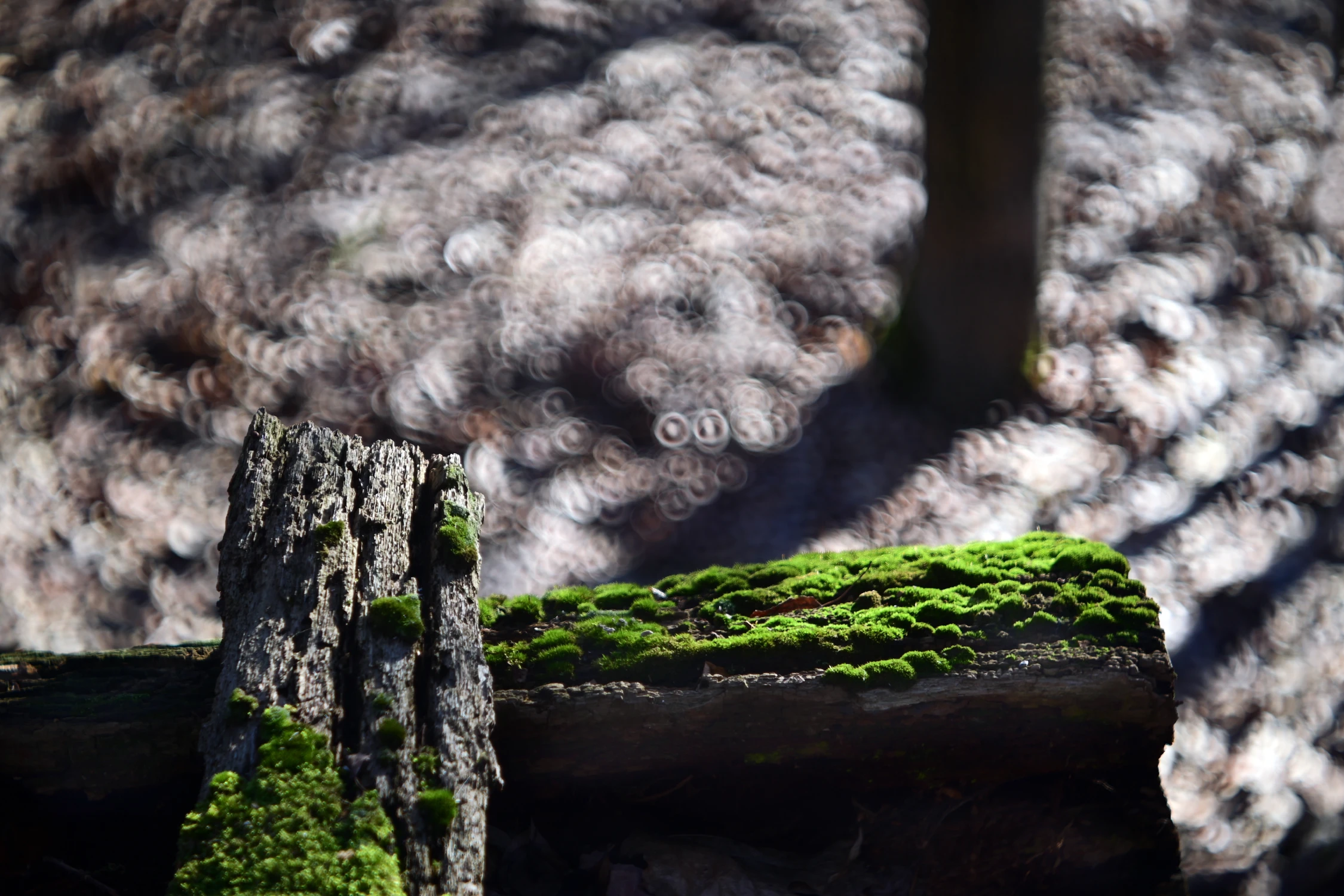 WYPŁYNĄŁEM NA SUCHEGO PRZESTWÓR OCEANU