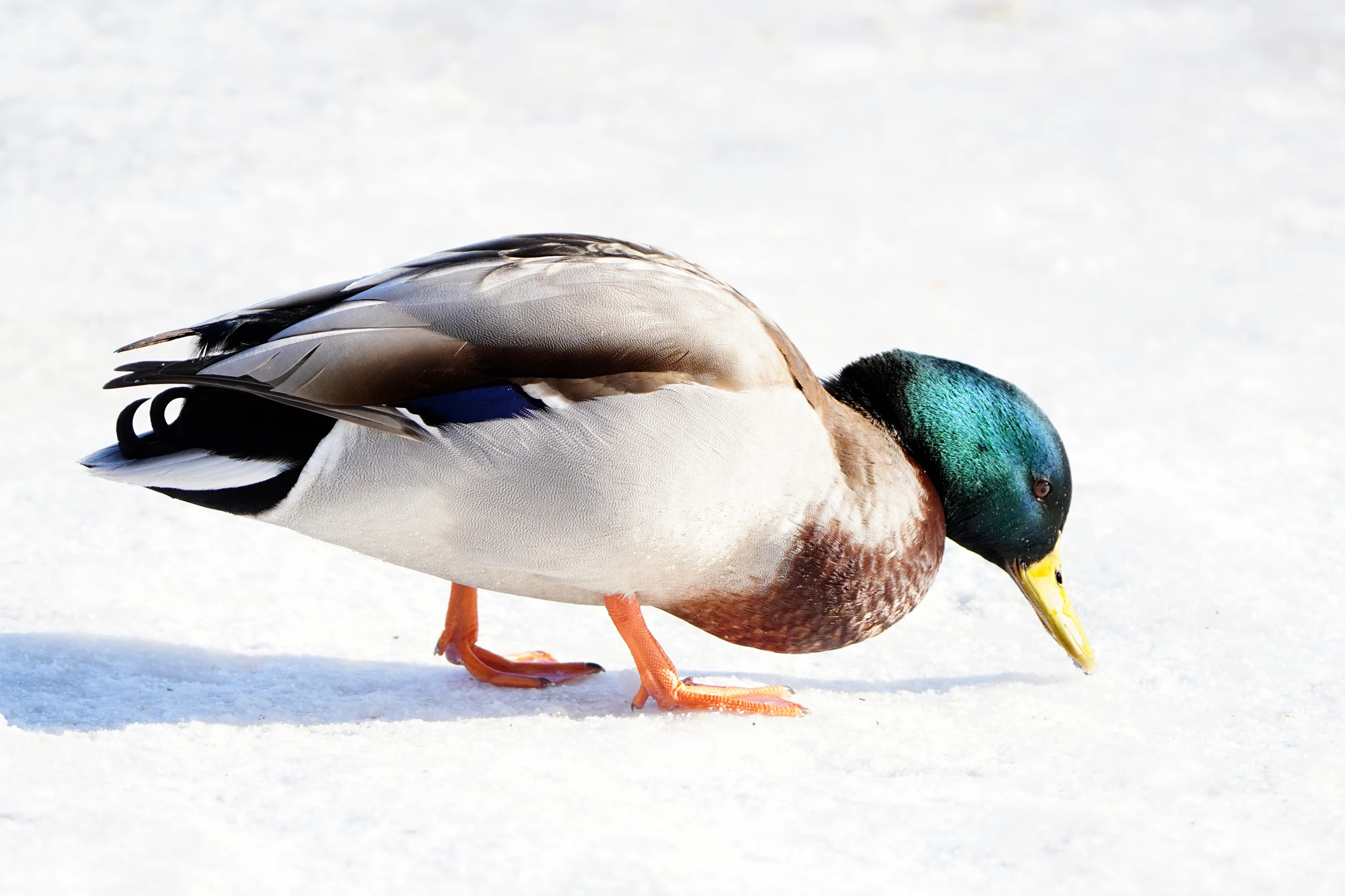 W BIELI MI DO TWARZY