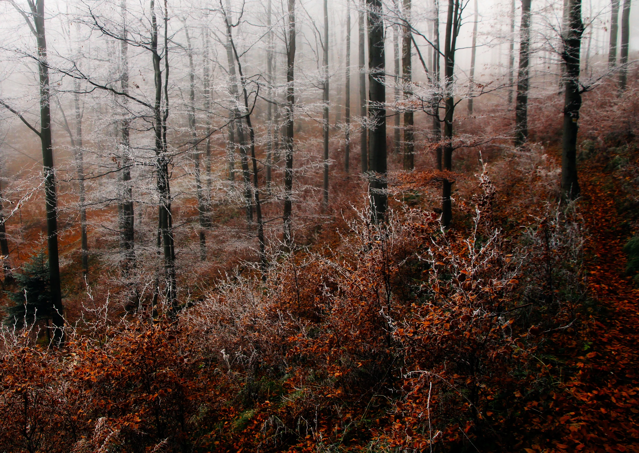 Koronkowa robota...:-)