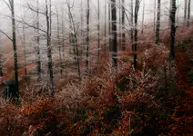 Koronkowa robota...:-)