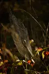 poranne misteria...