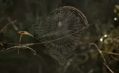 poranne misteria...