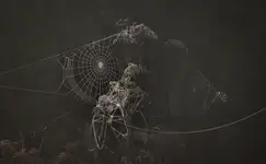 poranne misteria...