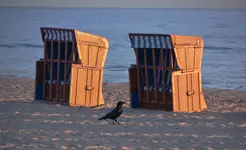 plaża o świcie