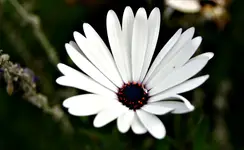 DSC02700fb