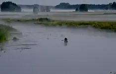 ....