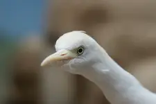 ....
