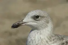 ....