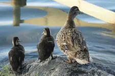 ....