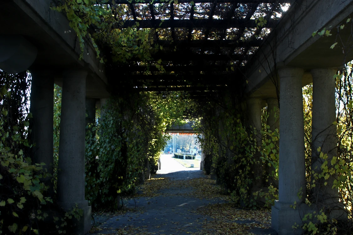 wiesiek