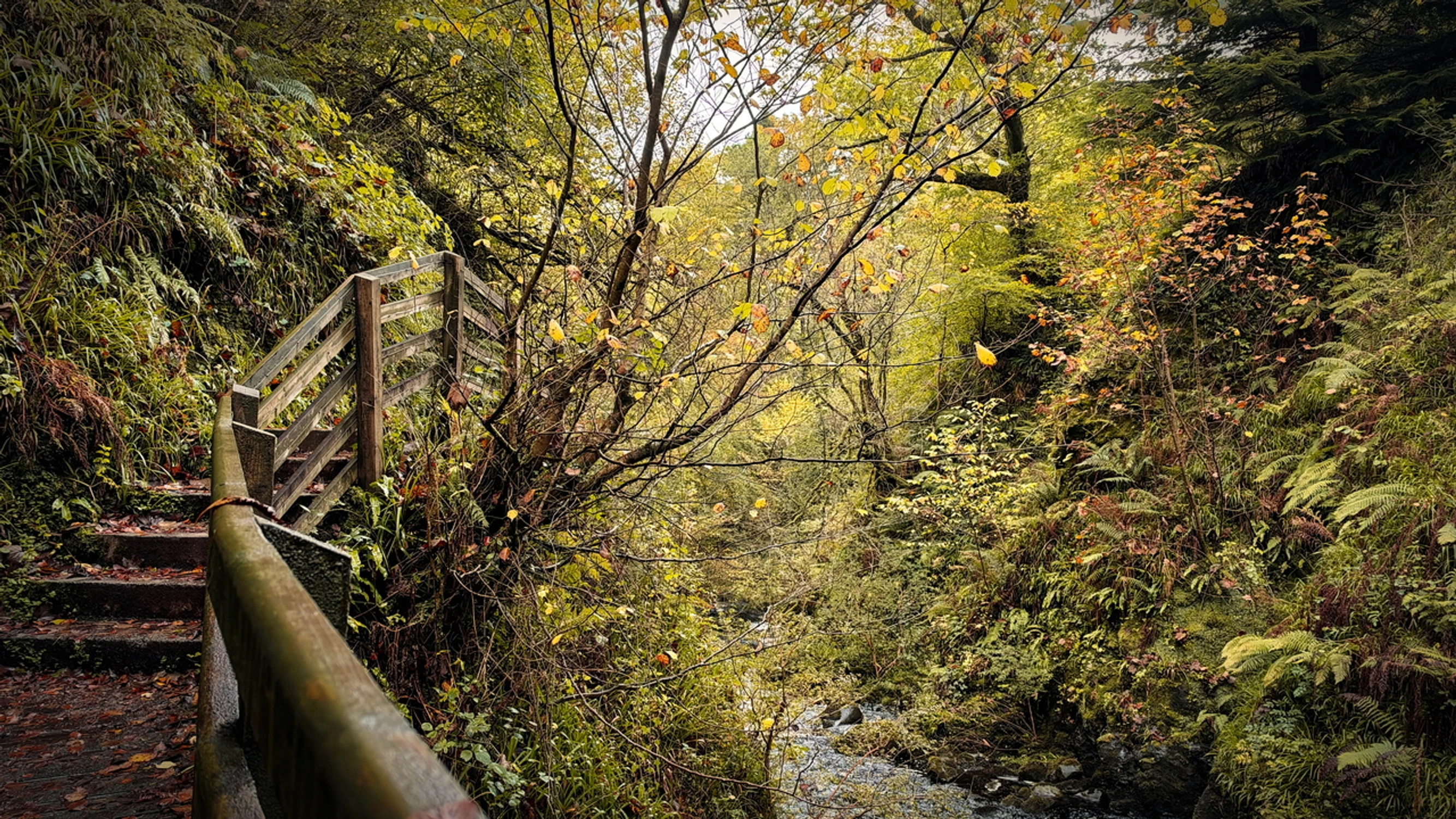 Irish autumn '26