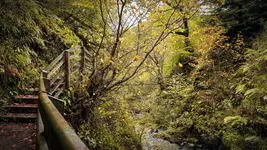 Irish autumn '26