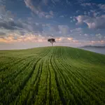 Linie