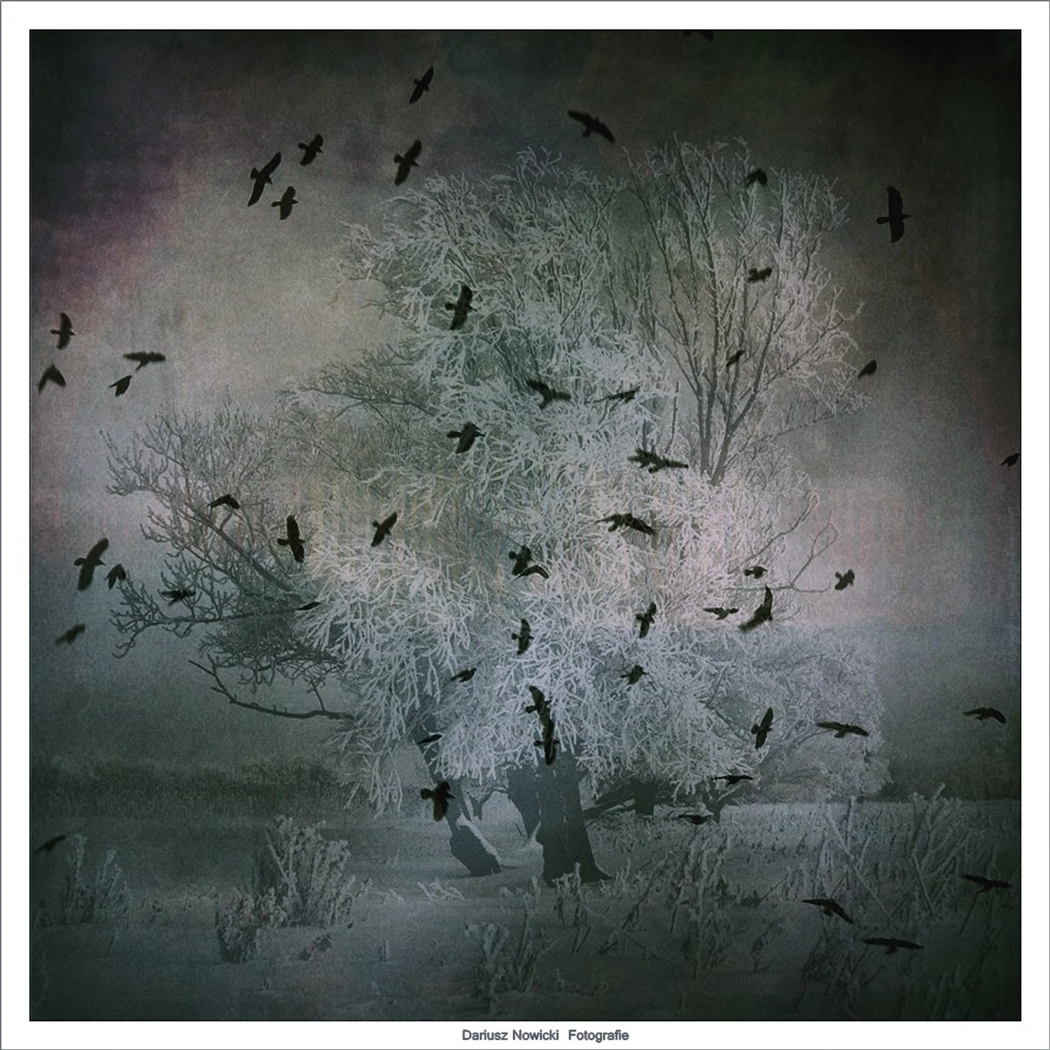 Ptaki ciernistych krzewów...