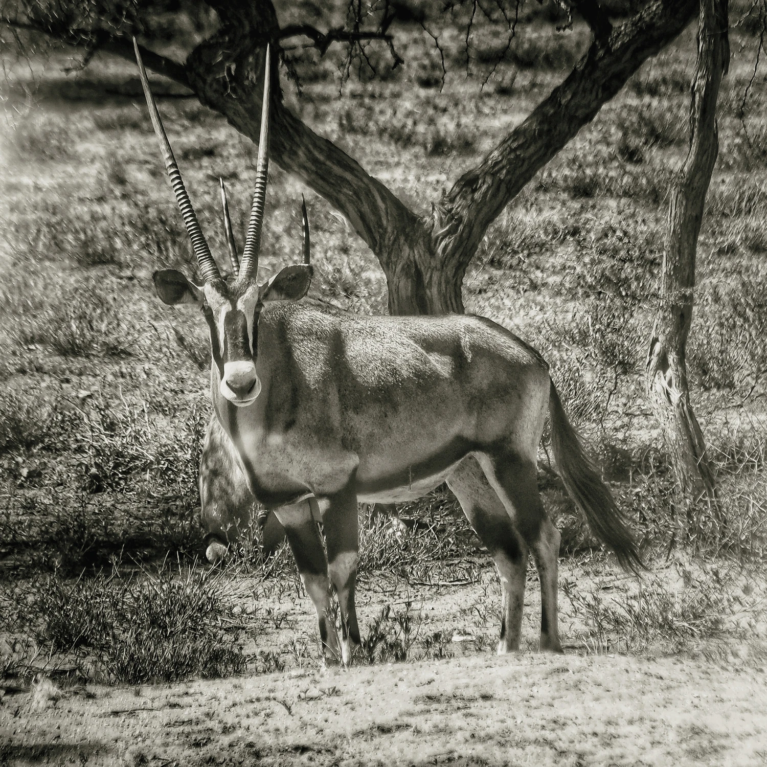 Antylopa oryx