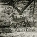 Antylopa oryx