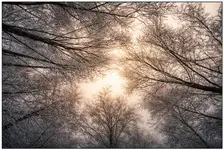 1768727246216_ w lesie byłem