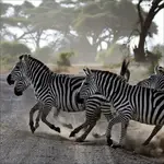  konie zielone przebiegły galopem ...