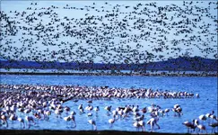 Różowe flamingi na Jeziorze Nakuru