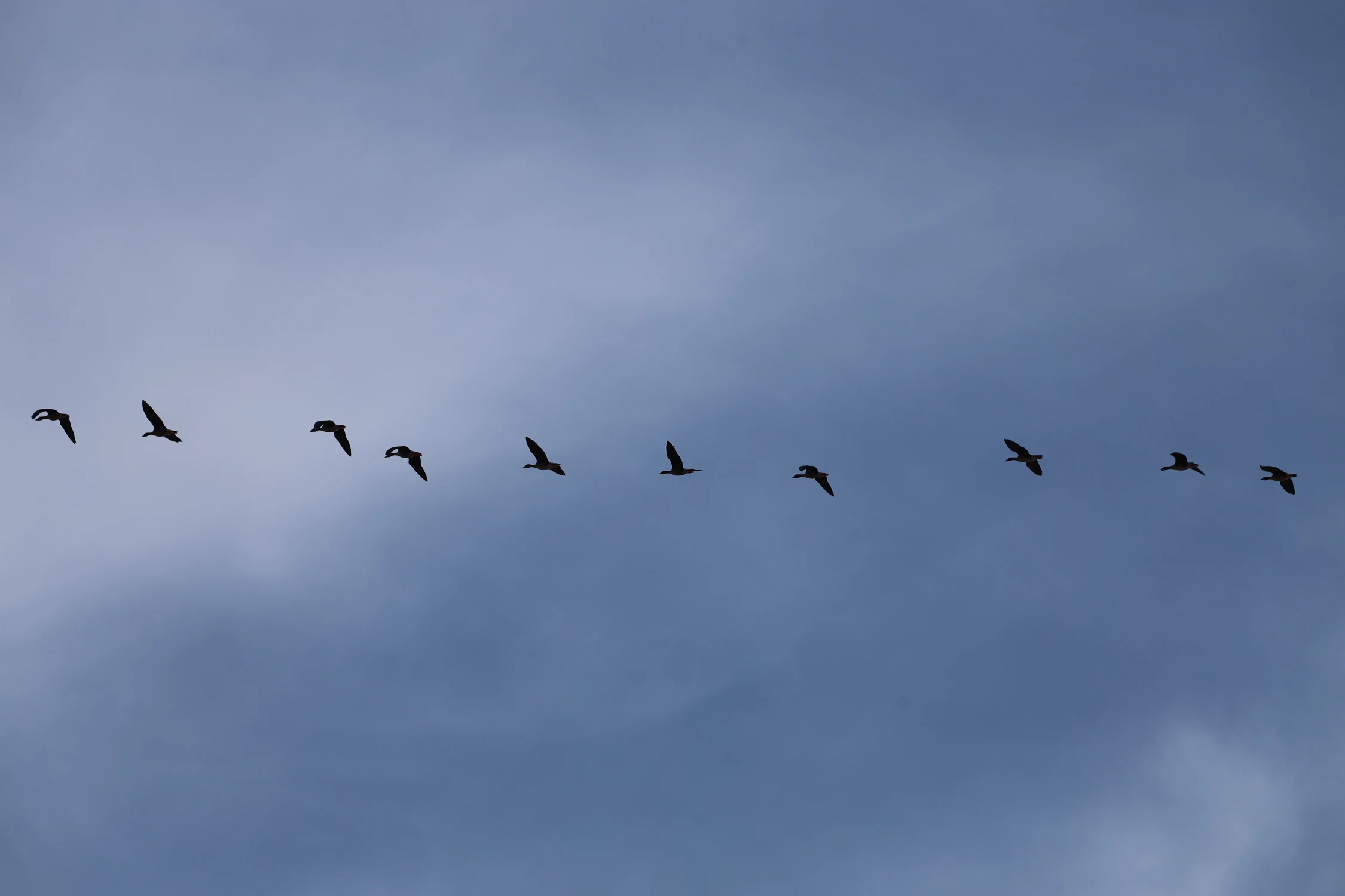 Taki trend ptaszki i sarenki..Teraz na moim niebie.