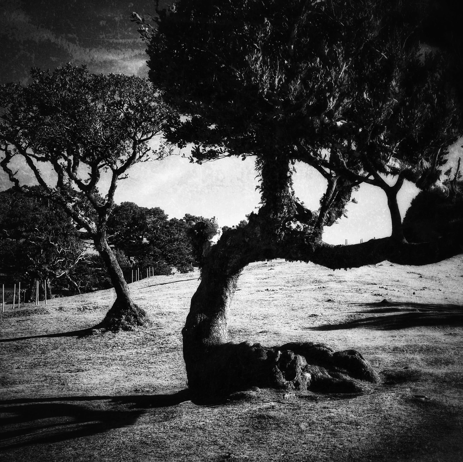 Po Las Vegas  Las Fanal.