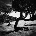 Po Las Vegas Las Fanal.