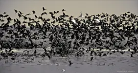  to nie Mewia łacha ...