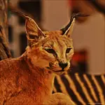 Koteczek ... kieyś żył 