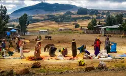 Scena po żniwach.Przesiewanie ziaren