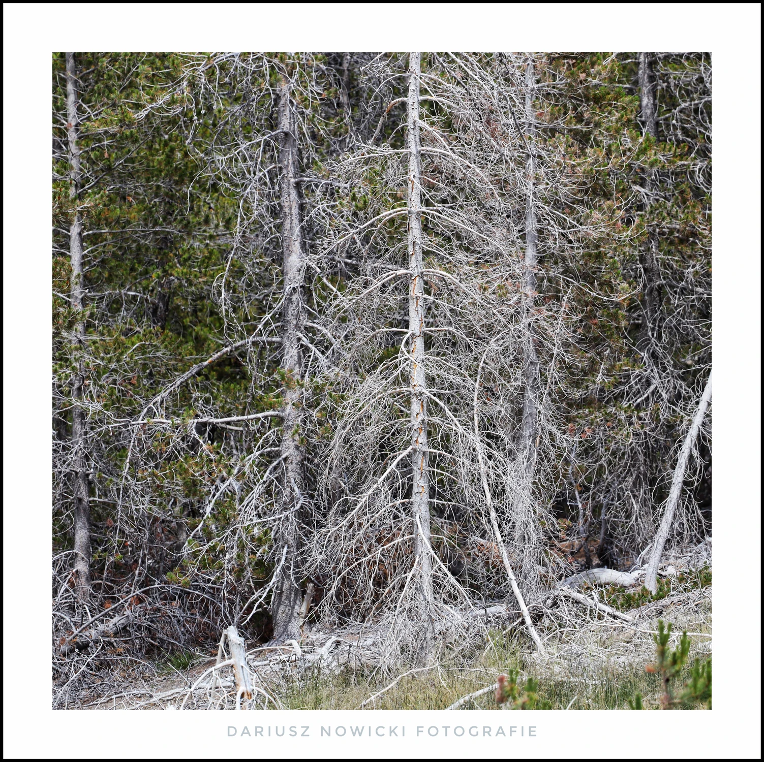 Yellowstone N P