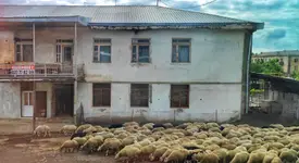 Barany są nie tylko na Kaukazie