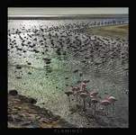 Flamingi 